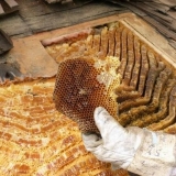 Kako se riješiti pčela na selu